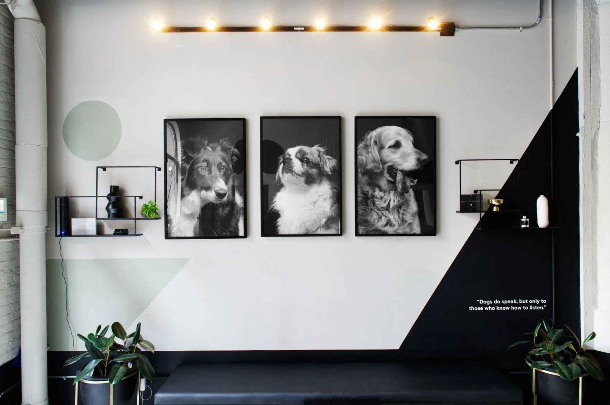 Redefining Modern Dog Culture