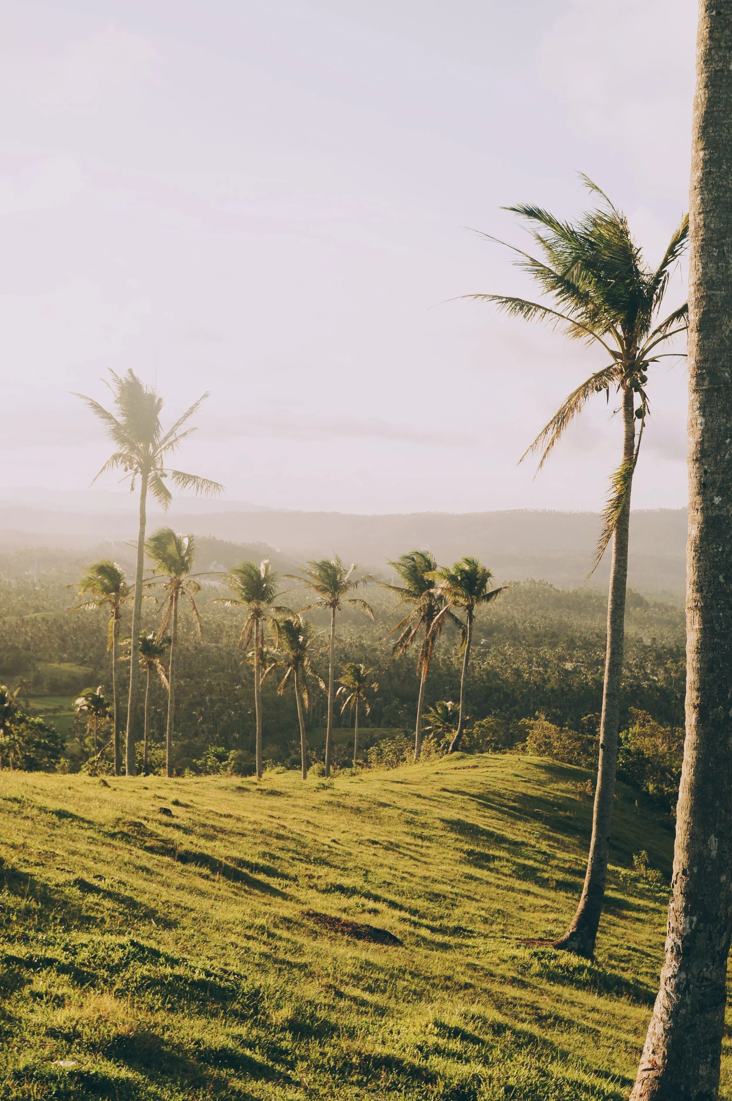 Tropical landscape with tall palm trees on a grassy hillside and a cloudy sky in the background.