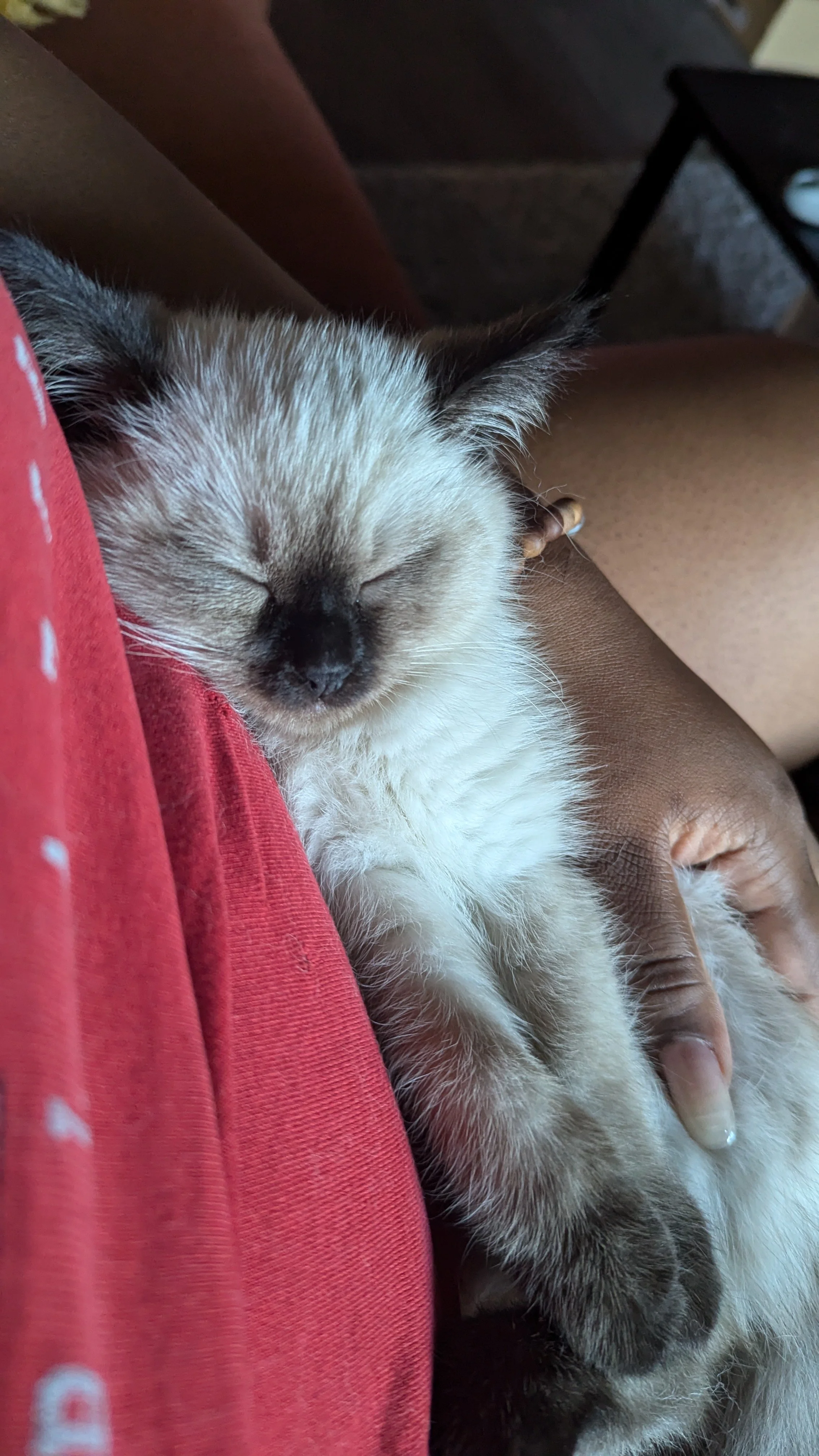 A small kitten with light-colored fur sleeping peacefully in a person's lap.