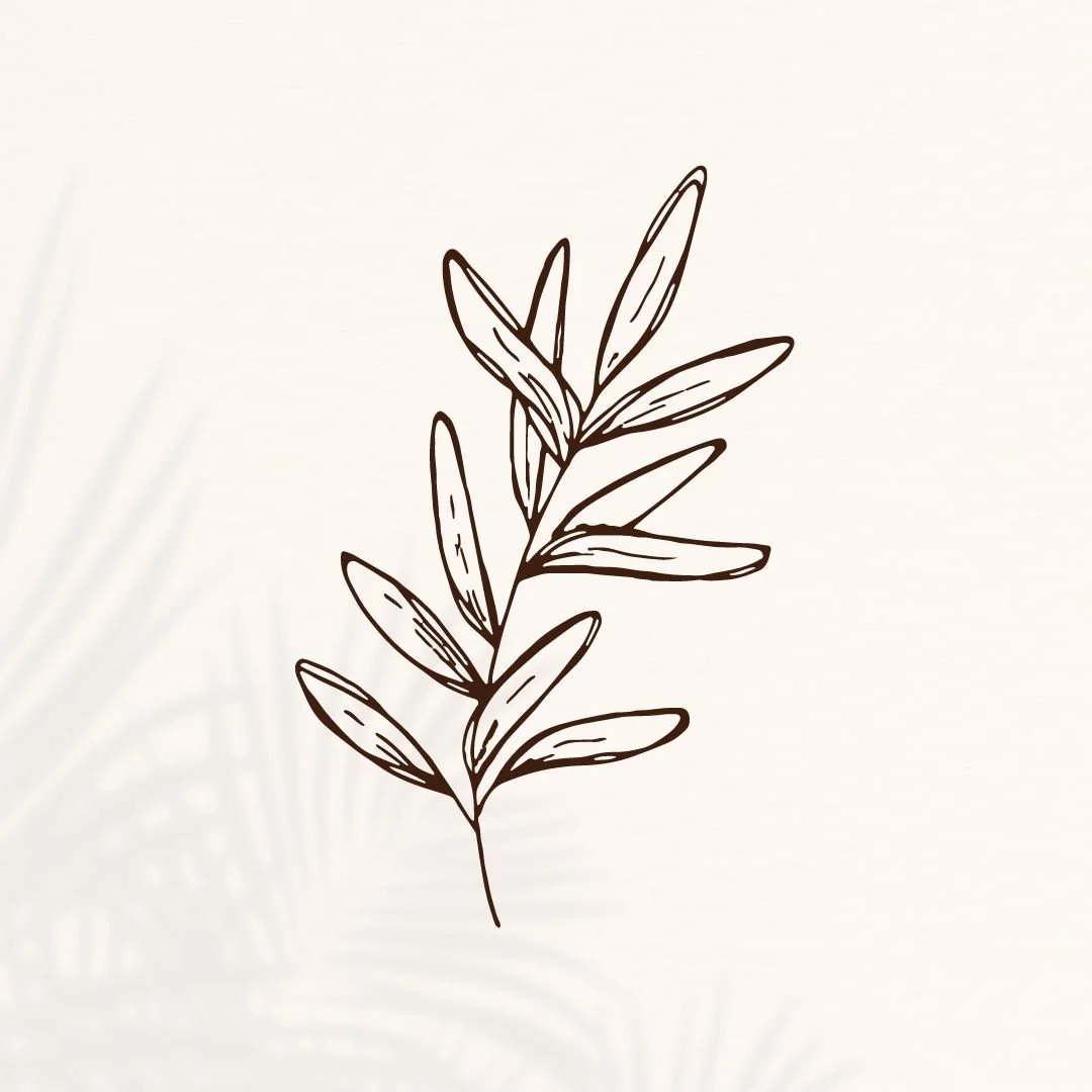 Line drawing of a branch with elongated leaves on a light background.