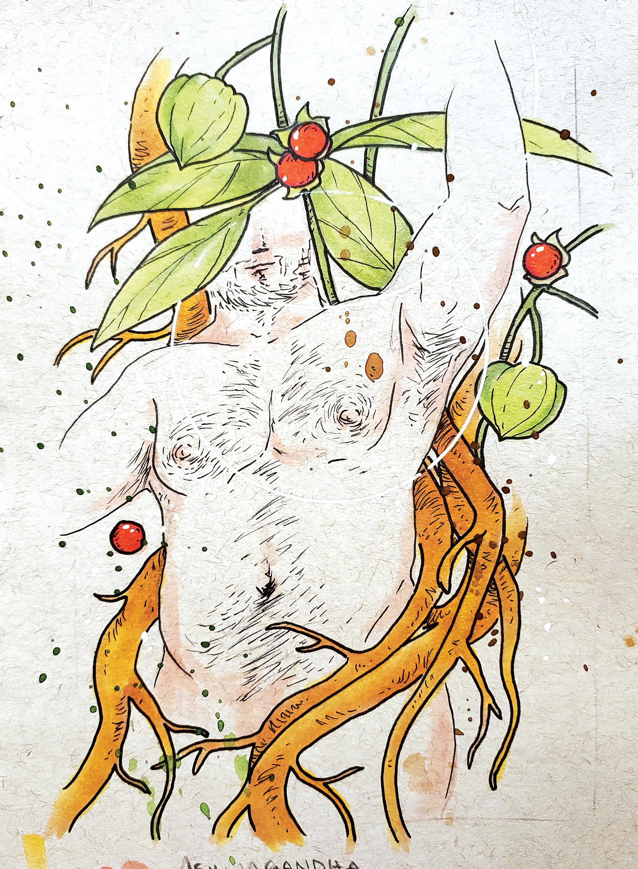 Ashwagandha.jpg
