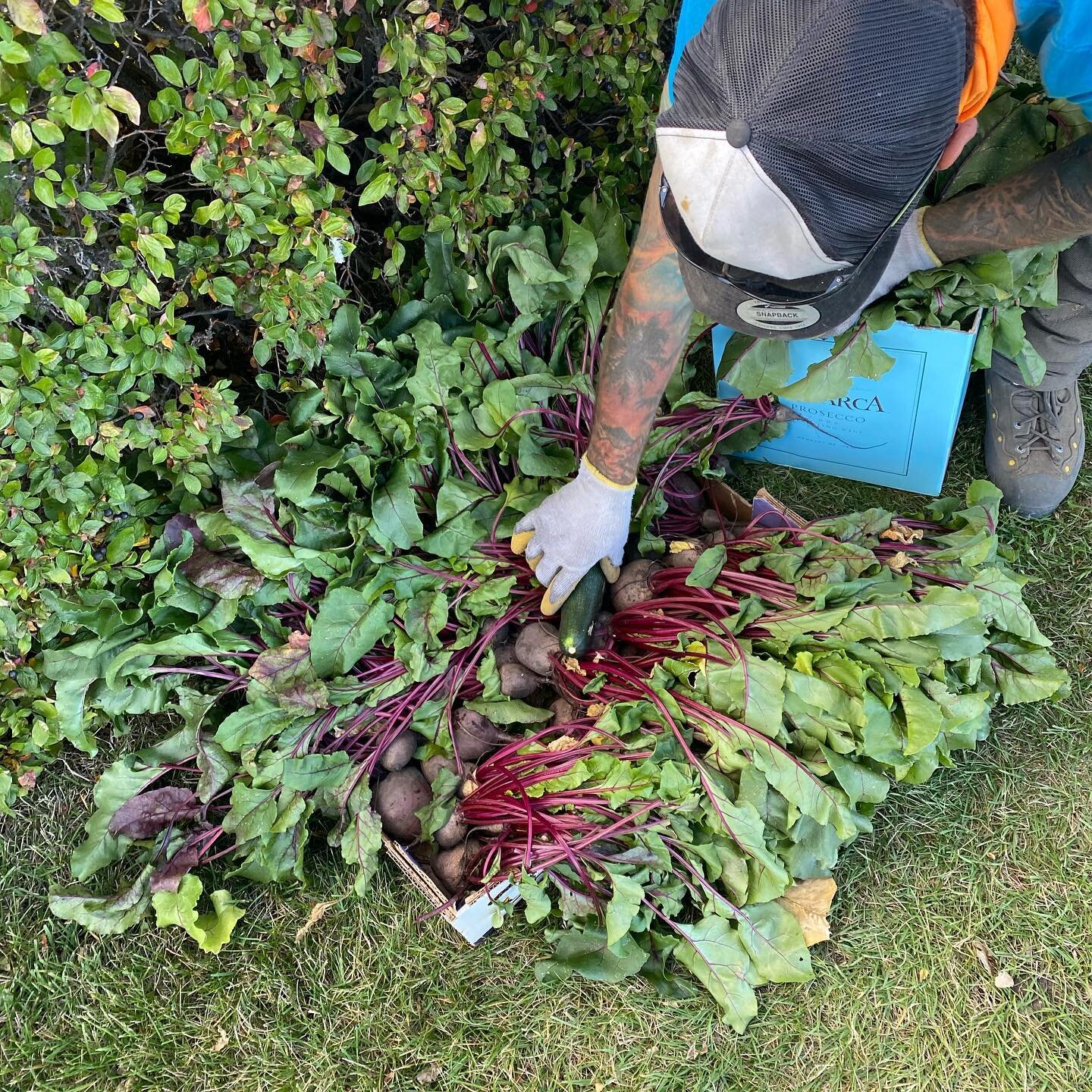 Had a blast climbing this row of poplars this week to give some extra clearance to the row of spruce trees. We also got a tip that&rsquo;s going to be hard to &ldquo;beet&rdquo; 🍆 (there is no emoji for beetroot so an eggplant will have to do 😋)

#