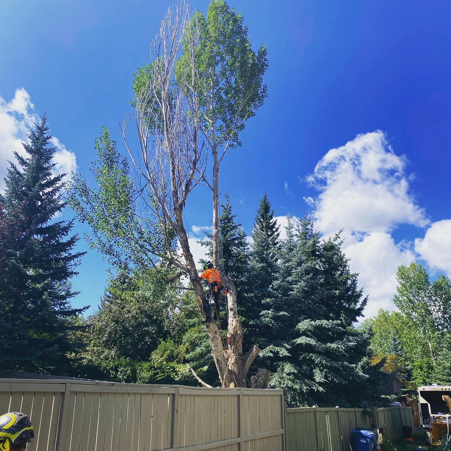 Throwback to a large removal we did  earlier this summer. This poplar had multiple dead leaders and was in a tight corner of the clients yard. Check out the last photo, Mark from &ldquo;Crafted with Attitude&rdquo; @gscjooter turned a piece from the 