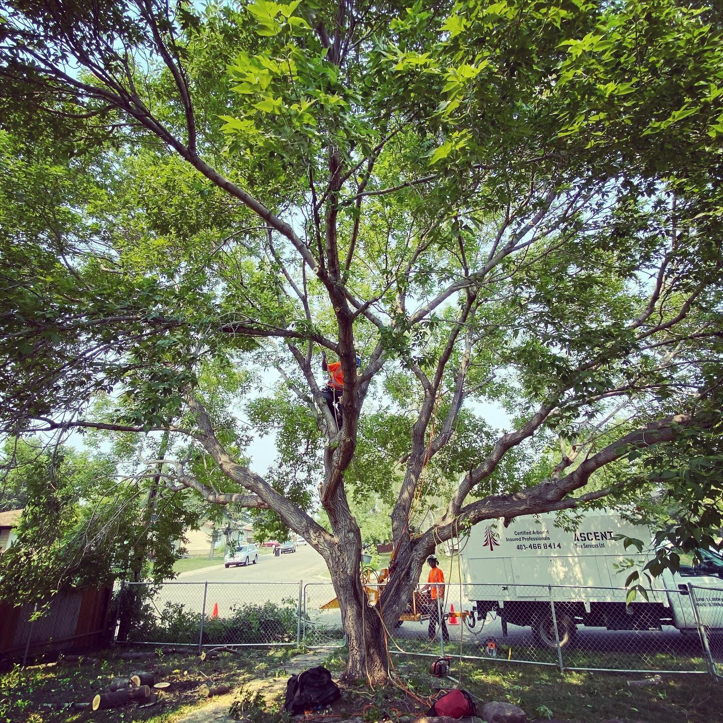 We had the privilege of pruning this amazing Manitoba maple earlier this week. 
#arborist
#calgary 
#treework
#isacertified 
#treetrimming 
#pruning 
#treeservice
#freequotes
#treeclimber 
#treeclimbing
#maple