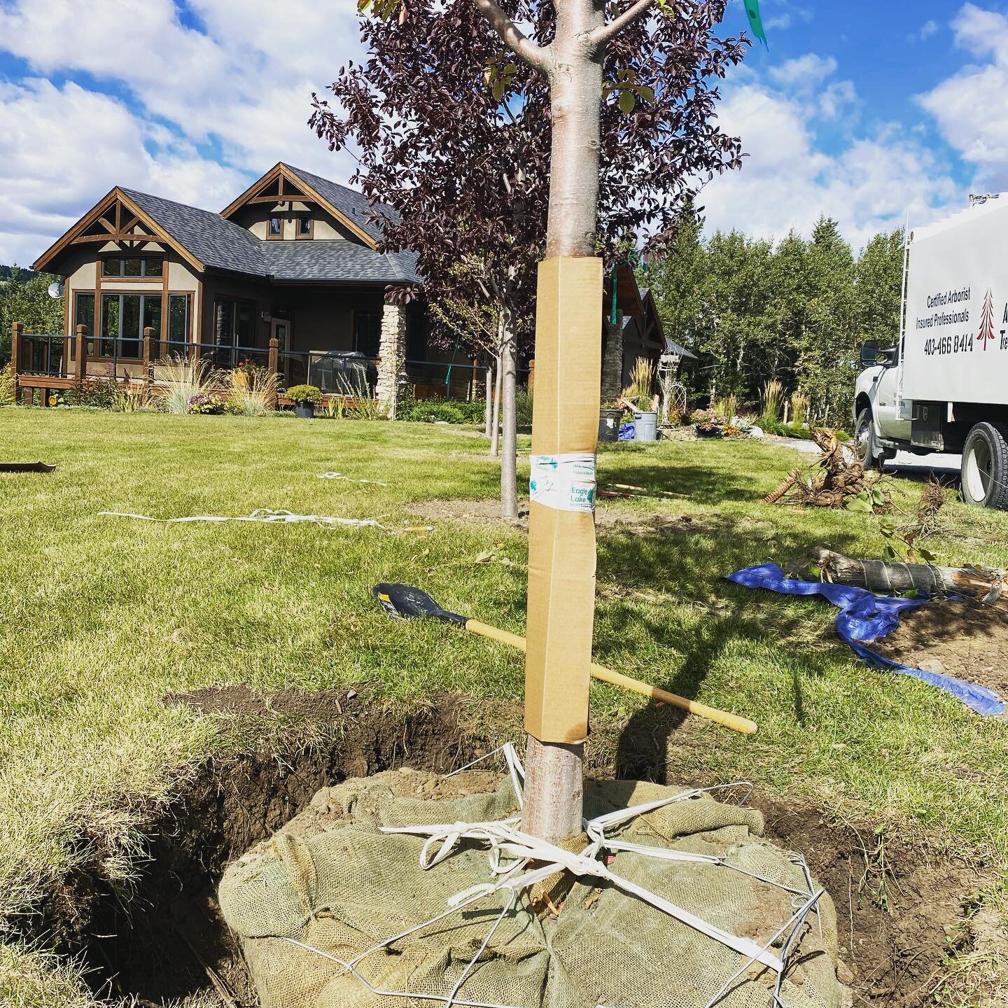 Awesome day to plant some trees near Cochrane today. These beauties came from @eaglelakenurseries. 

Call us for a free quote. 

#cochrane
#treeplanting
#arborist
#isacertifiedarborist 
#goodkarma
#treehugger
#landscaping 
#dontforgettocutthebasketou