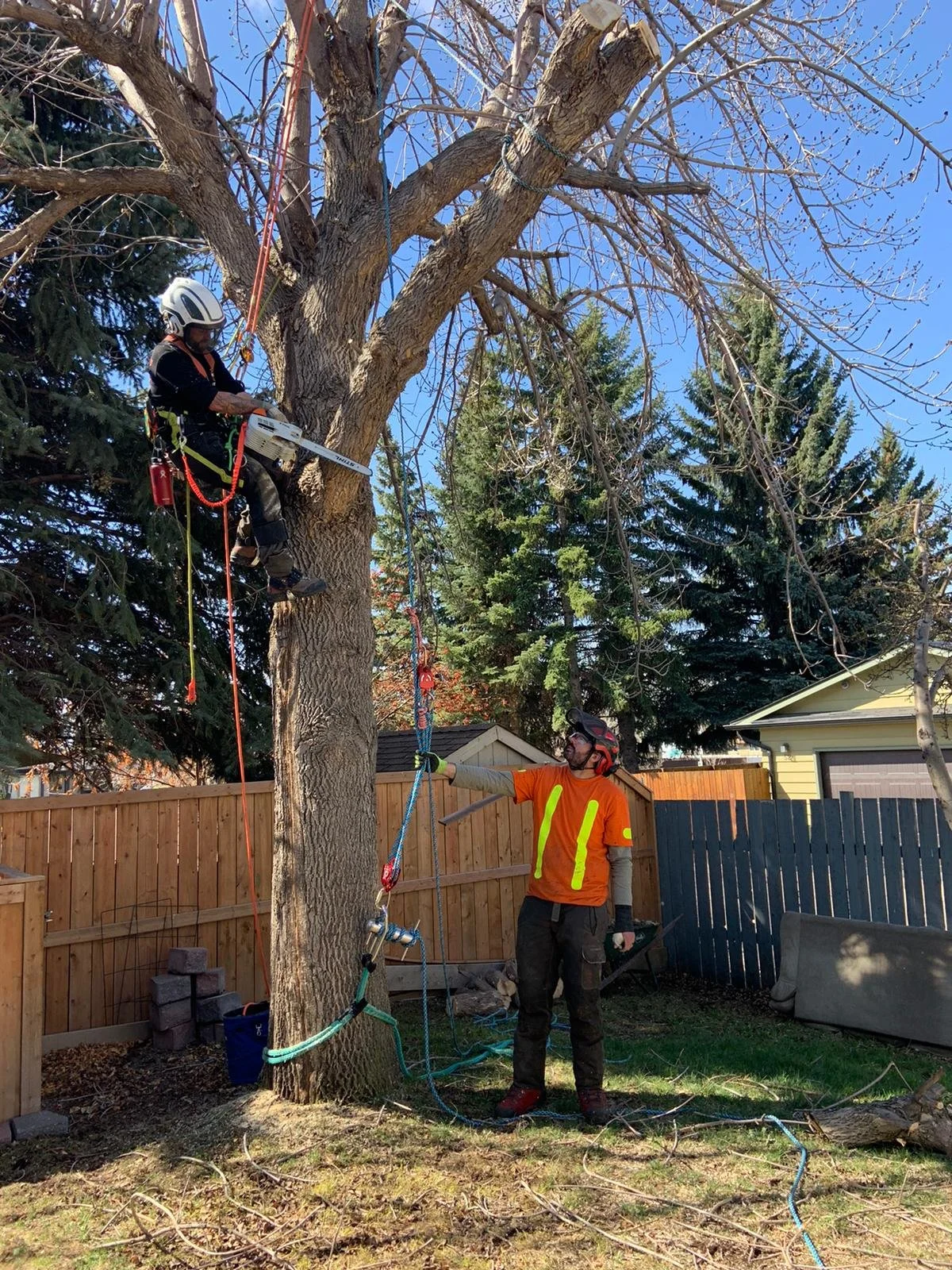 Ascent Tree Services Ltd. — Our Work Tree Removal and pruning ISA