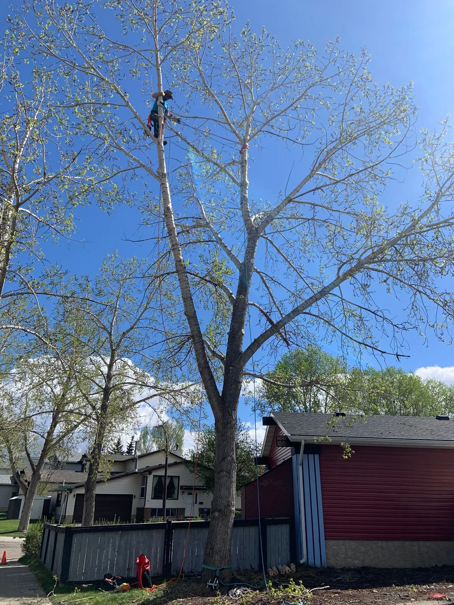 Ascent Tree Services Ltd. — Our Work Tree Removal and pruning ISA Certified Arborist.