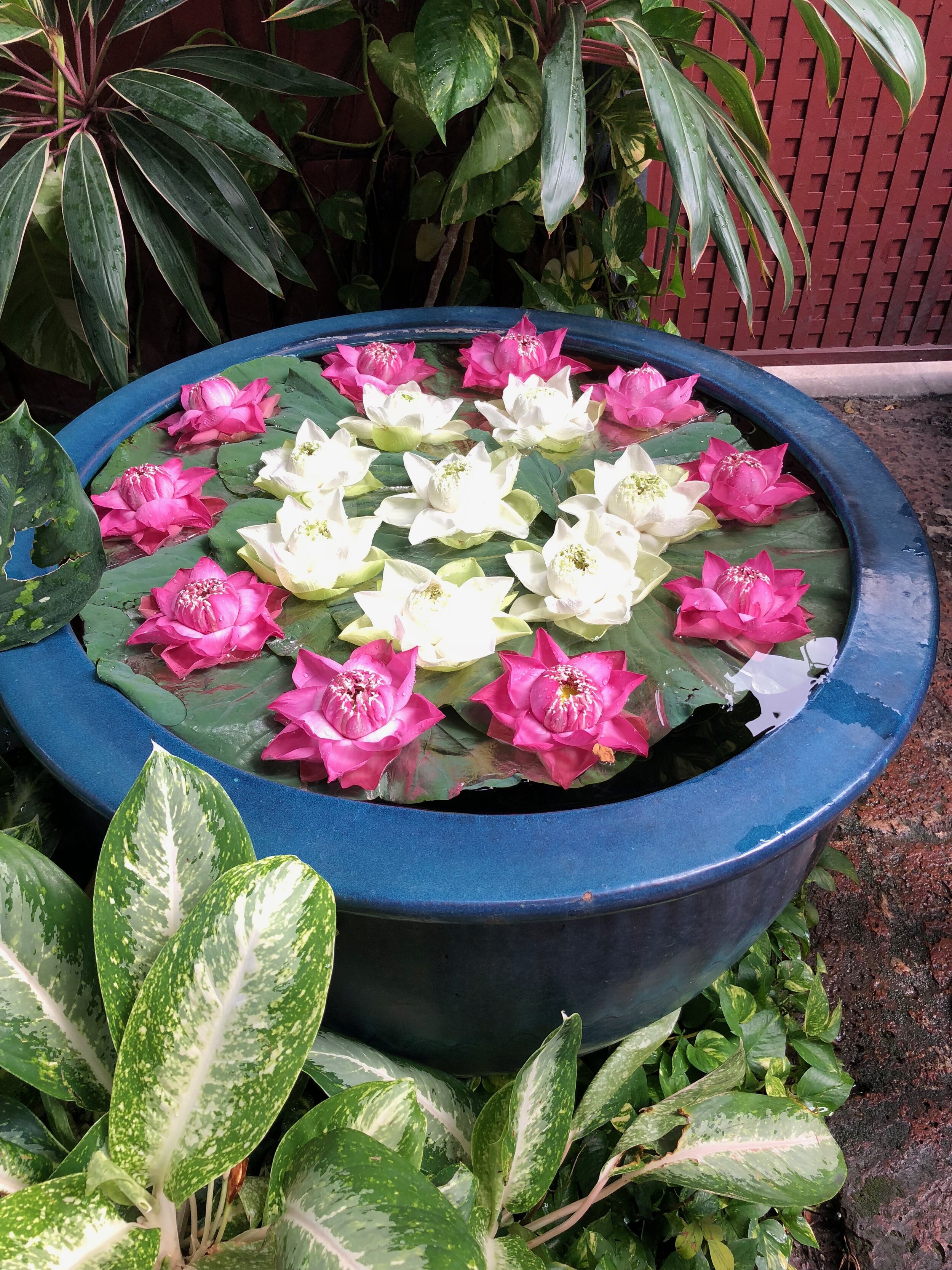 flowers.jpg