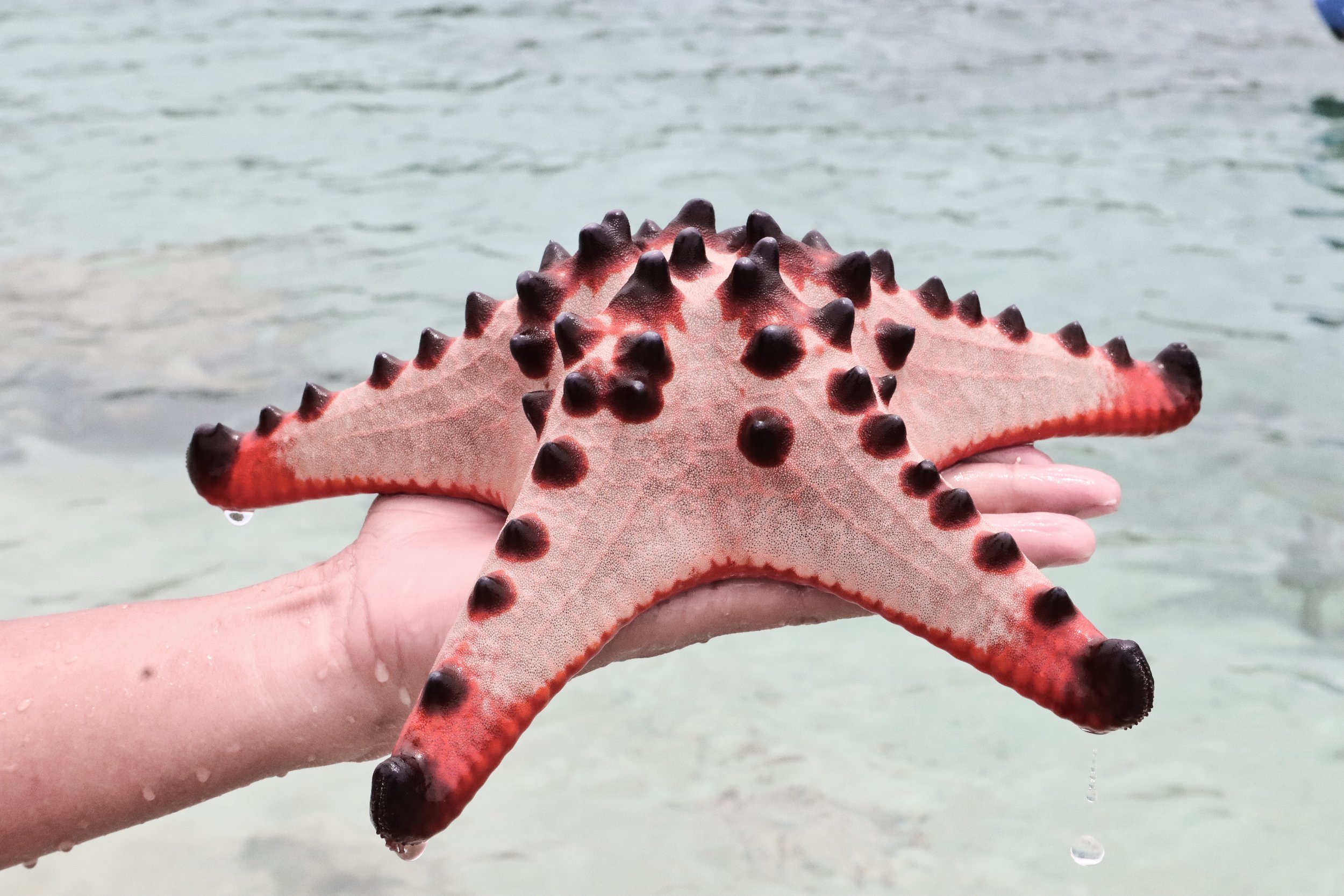 Star Fish