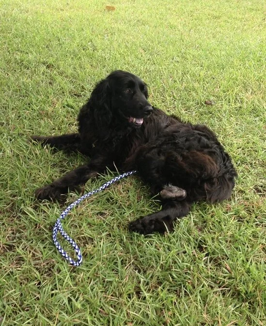 Bojangles enjoying the sun after bath