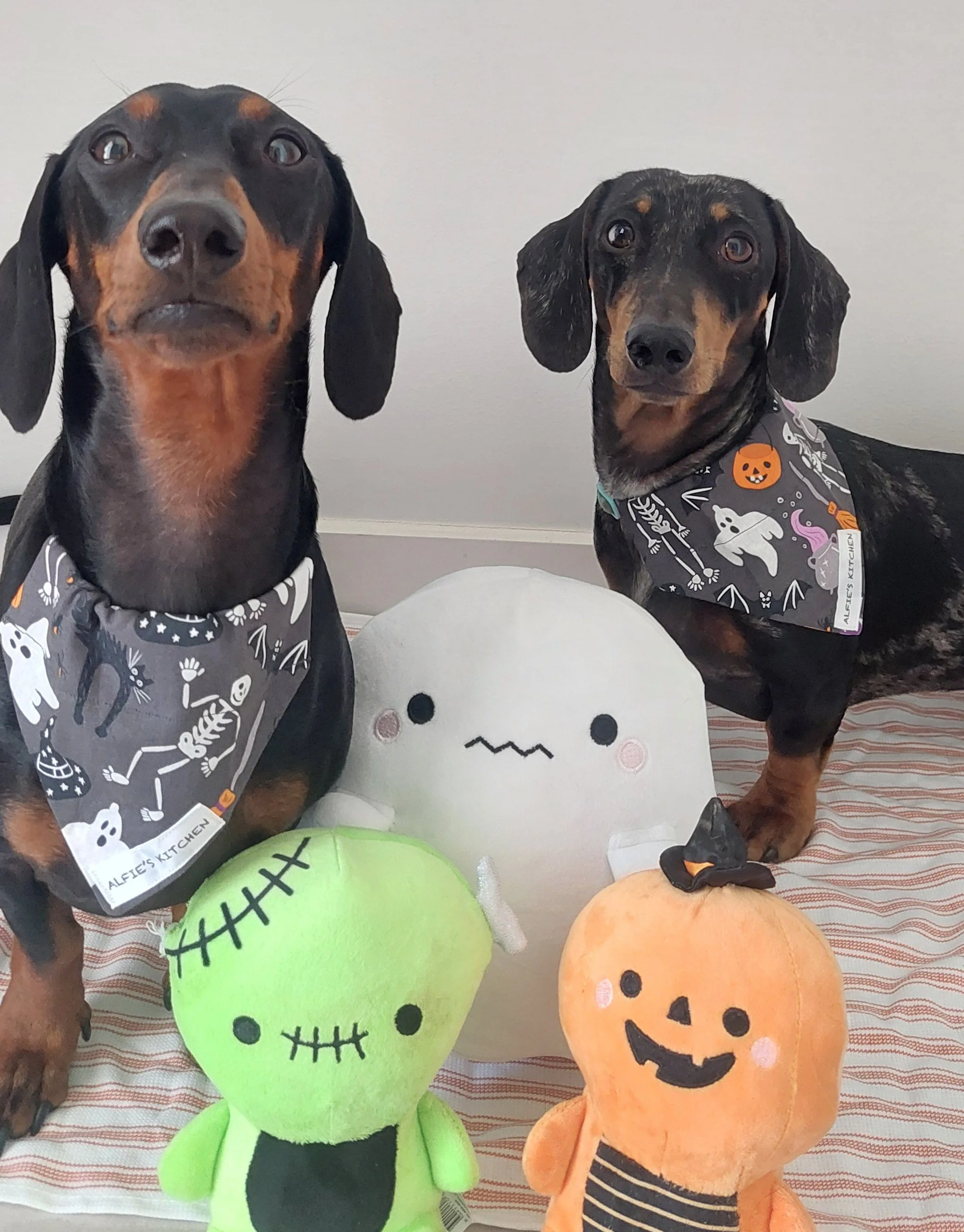 Dk Grey Halloween Snag.jpeg