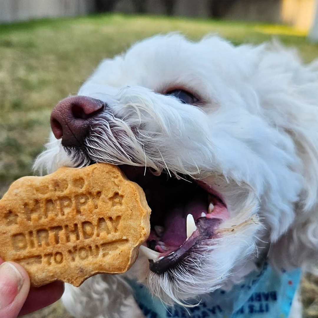 TeddyBirthday.png