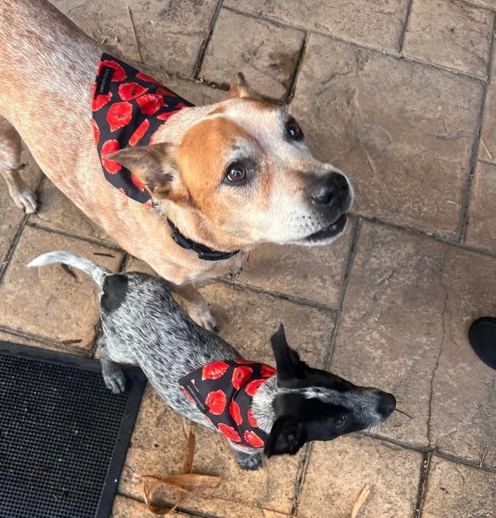 Black Red poppy bandana.jpg