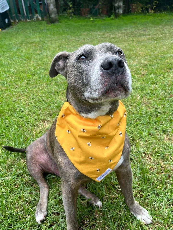 Yellow Bee bandana.jpg