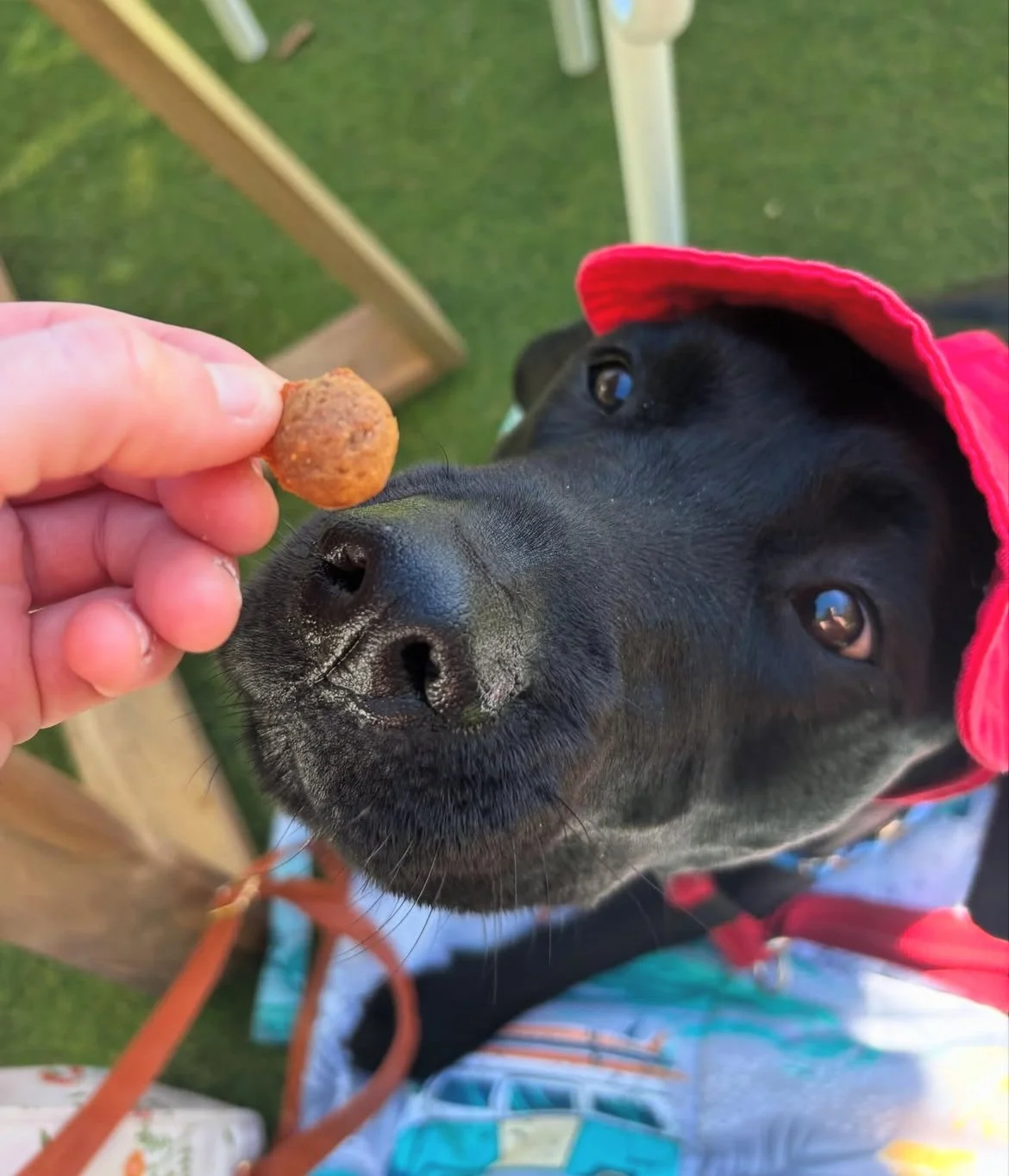 Murphy.20.jpg