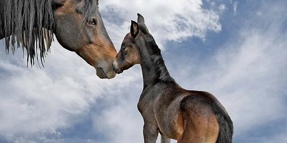 Hoof And Horn Mobile Veterinary Services PLLC Shannon G Swink DVM