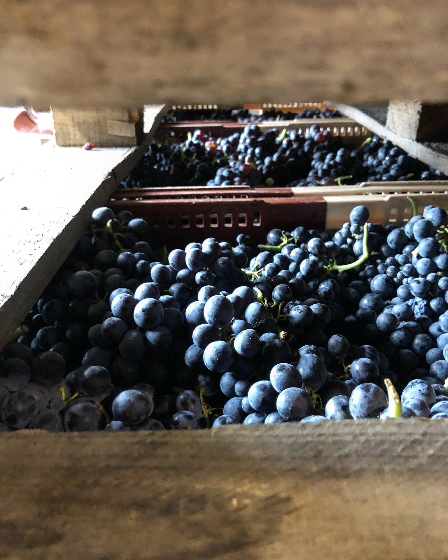 Gamay harvest @jeanclaudelapalu  comes to a close in Beaujolais as the smell of sweet fermenting juice fills the cellar and bubbles over.  The charolais beef cooked &ldquo;bleu&rdquo; was delicious.  Thank you for the wonderful afternoon even if we g