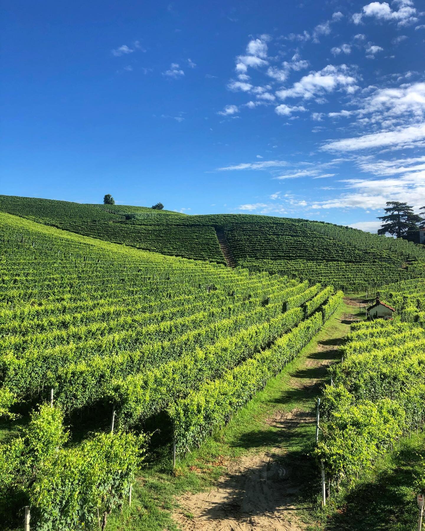 Buongiorno Cannubi, Barolo, Piedmont, Italy.  #barolo #canubbi #langhe #unesco #piedmont #italy #italia #piemonte #theaccidentalitalian #onassignment #photography #nebbiolo #wine #summer