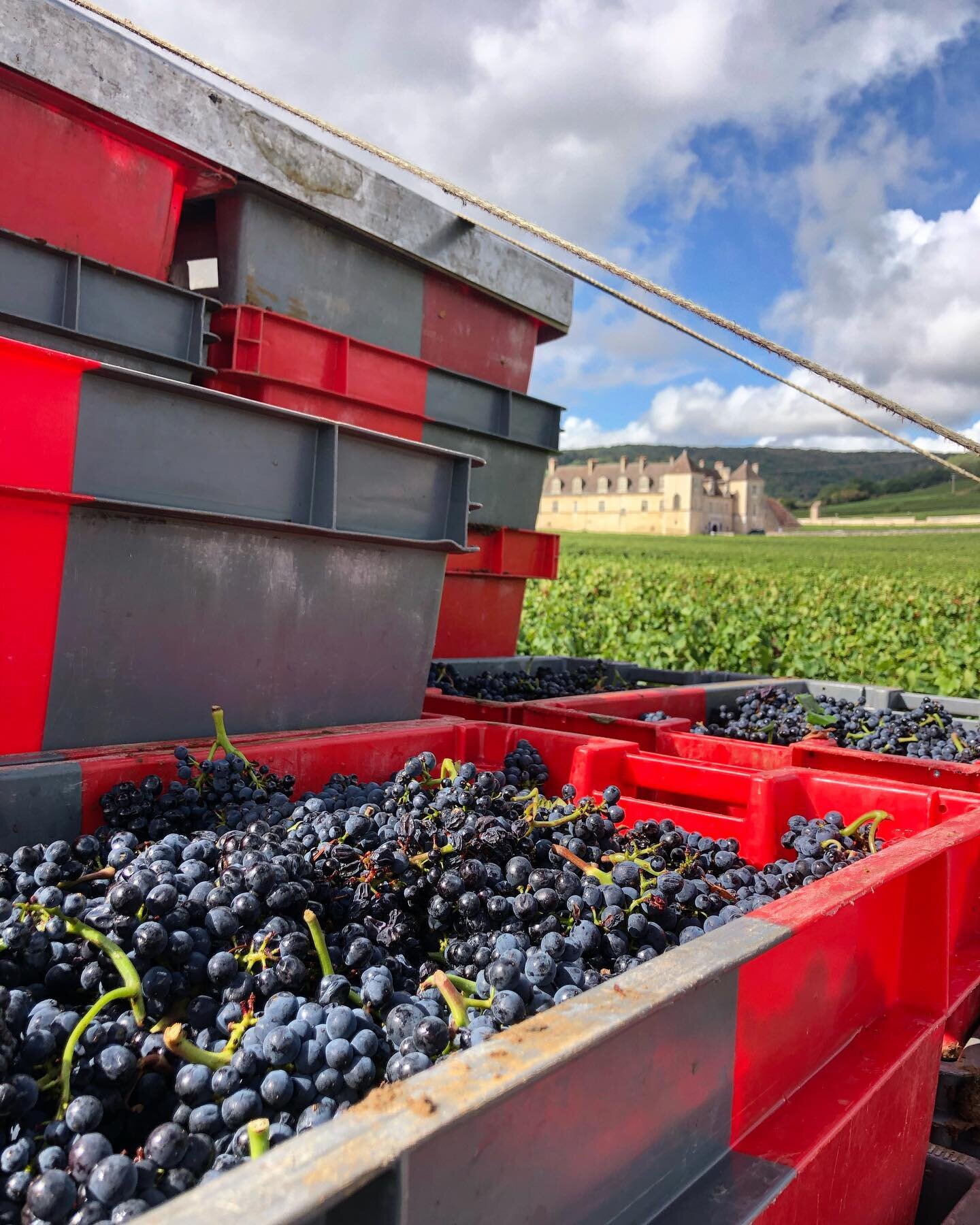Harvest day for Domaine de Montille in the Clos de Vougeot vineyard with the Chateau in the background. I followed the Pinot Noir grapes from the vineyard to the cellar.  Working the line is @etiennedemontille and then we see the fruit which will be 