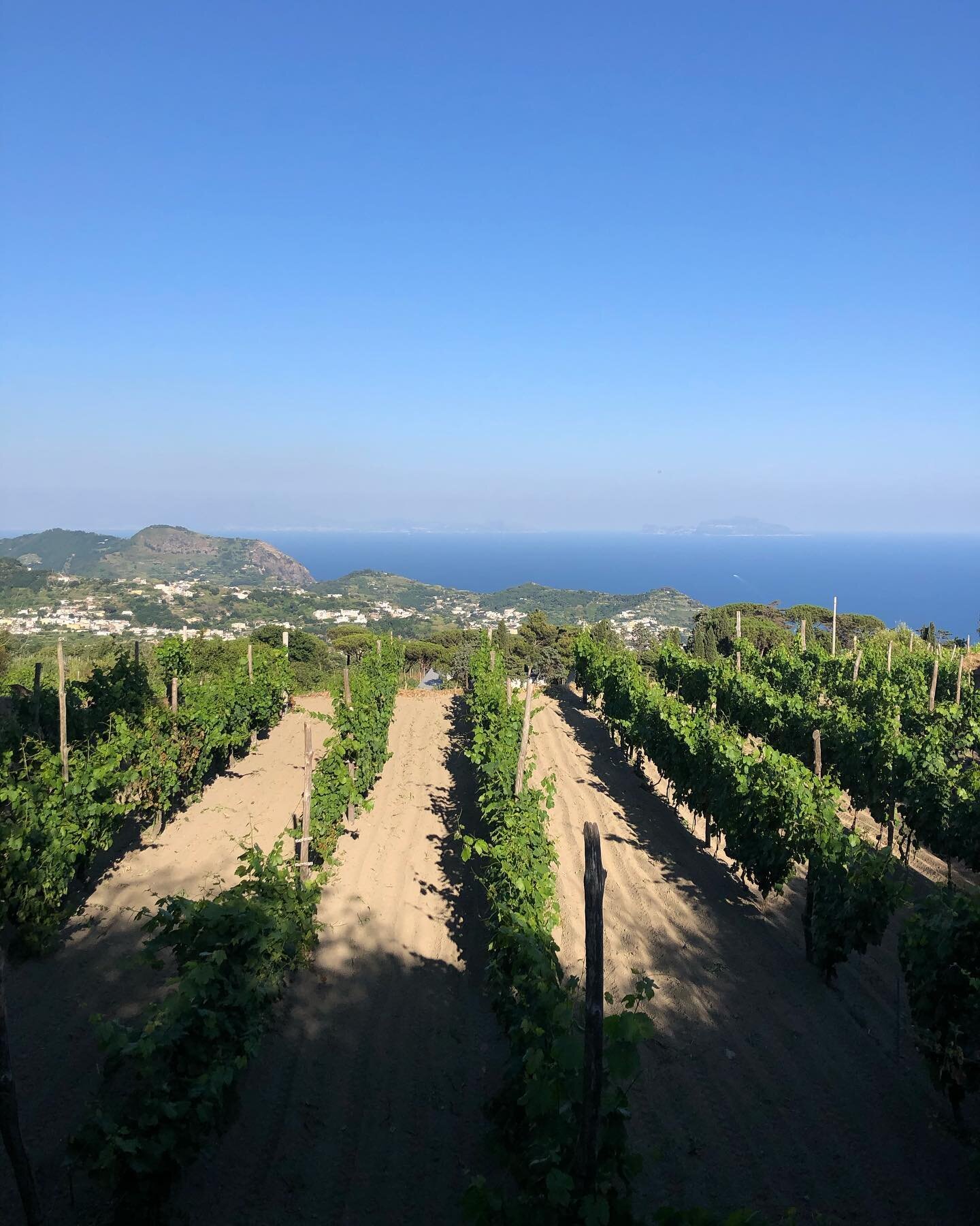 A wonderful visit with Pasquale and Federica learning about the long history of winemaking on the Island of Ischia.  As recently as seventy years ago this volcanic island in the bay of Naples had 3000 hectares (7500 acres) planted to vineyards, now t
