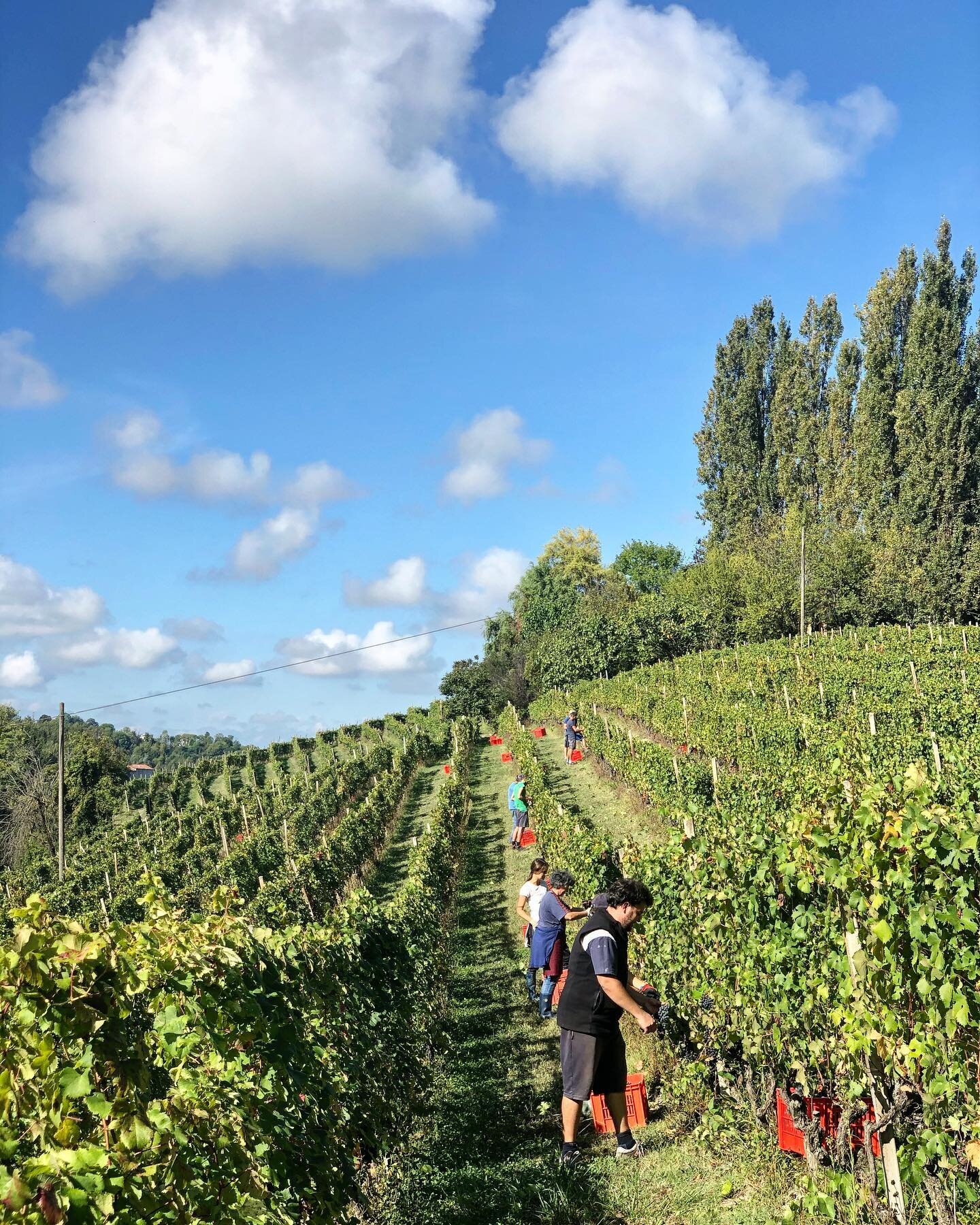 Trediberri&rsquo;s Dolcetto harvest at Bricco Mollea in Vicoforte, Alta Langa, Piedmont, Italy.  A perfect early Autumn morning near Mondovì and the Italian Alps.  See my stories for a few videos.  #trediberri #dolcetto #briccomollea #dogliani #wine