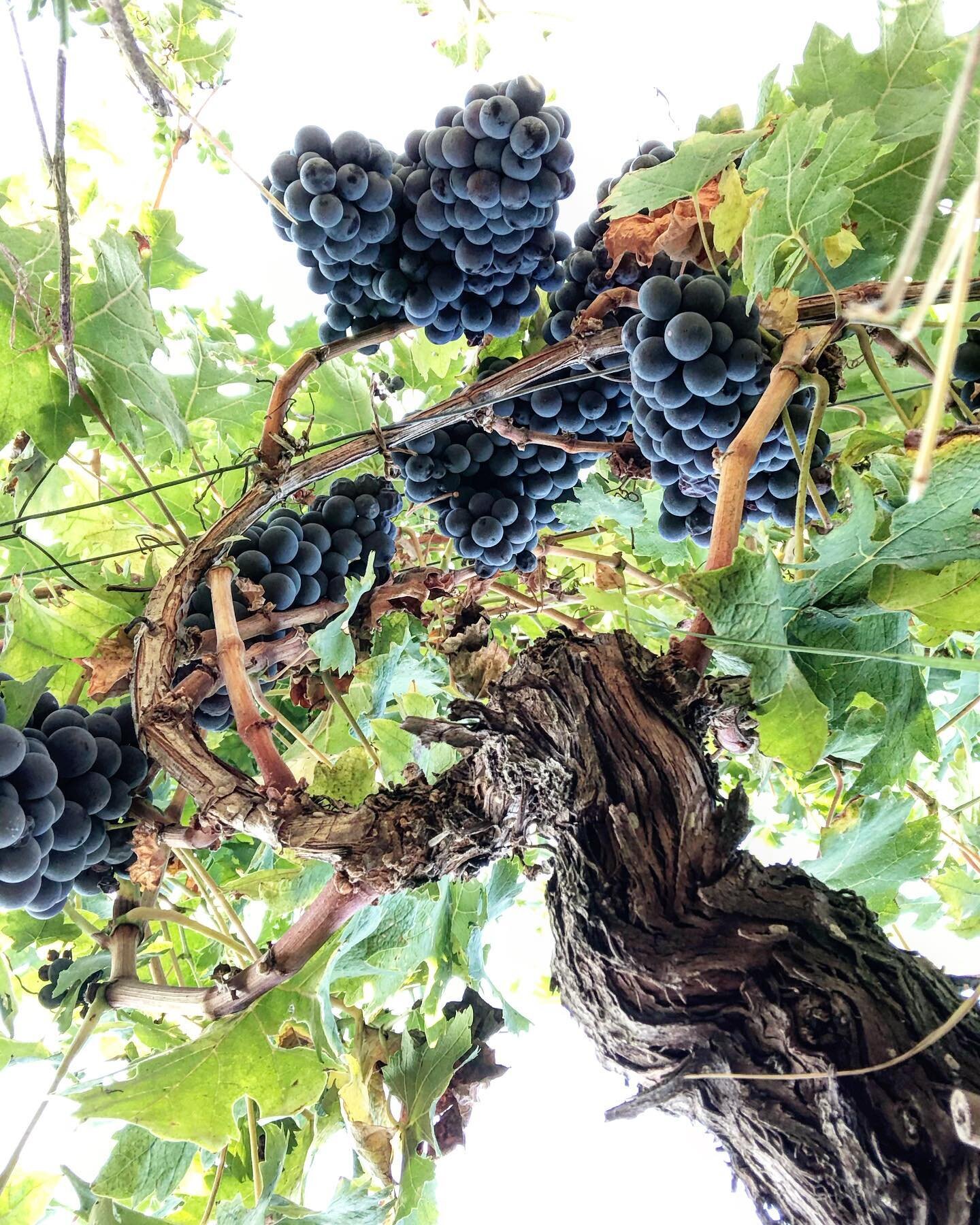 Old vine Nebbiolo in the &lsquo;sori Paitin&rsquo; which is part of the &lsquo;serraboella&rsquo; cru in Neive, Barbaresco, Italy, on the day of harvest.  Hanging fruit.