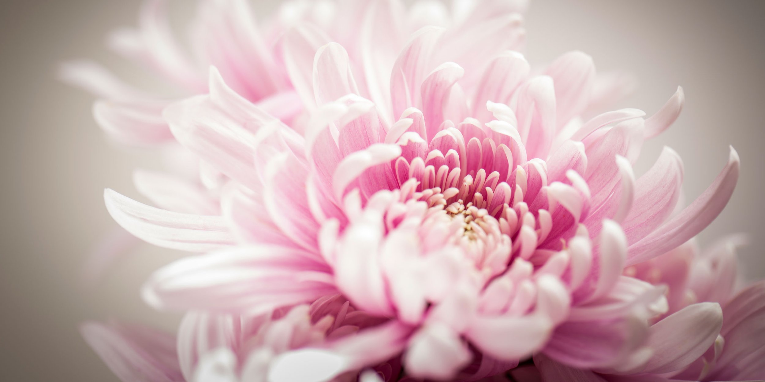 Pink_chrysanthemum.jpg
