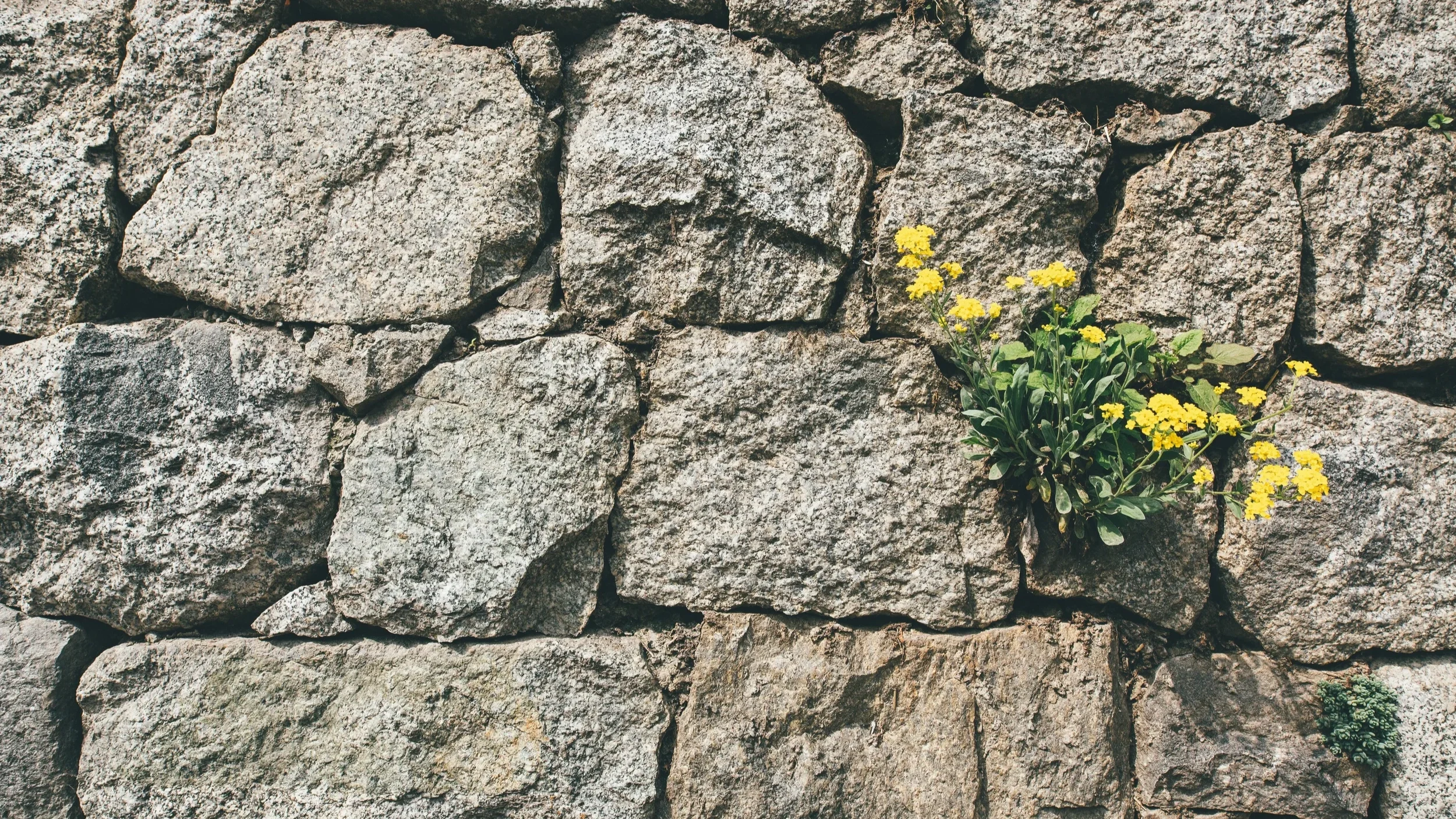 markus-spiske-ARD8OYypgLE-unsplash.webp