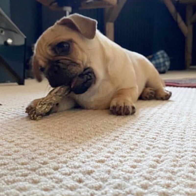 Throw back Saturday&hellip; 

Aww just spotted this old picture of our favourite customer Colin the Pug @73_creations trying out his new carpet after a quick fuss with Dave. Some very blurry pictures due to Colin&rsquo;s unwavering energy! 

________