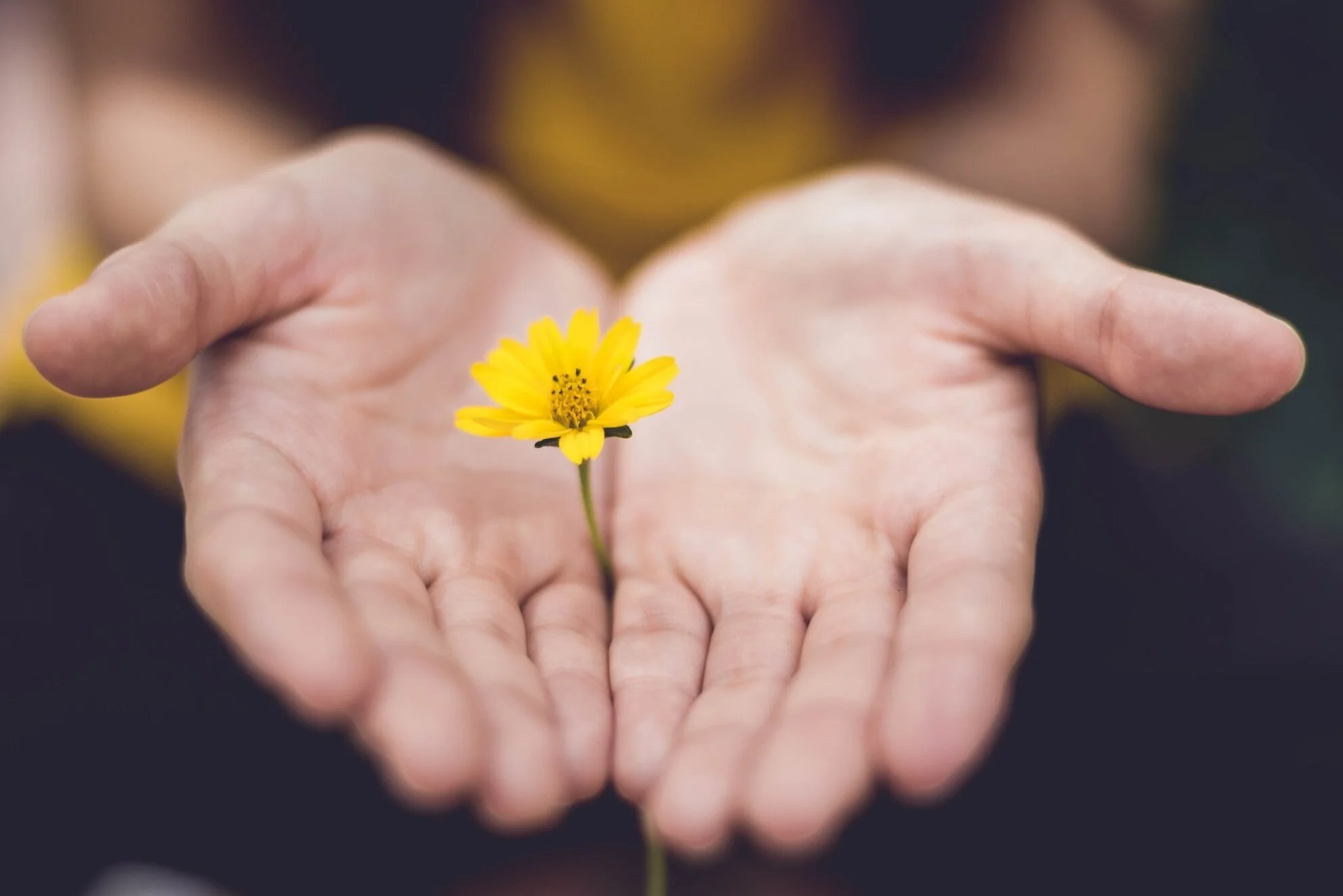 A pair of open hands holding a small yellow flower with black and yellow center.