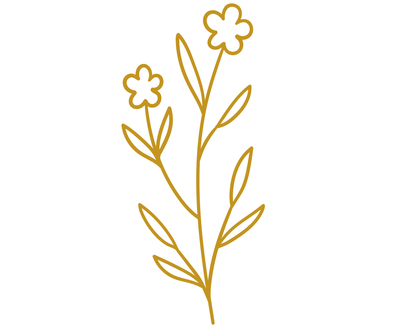 Outline drawing of a flowering plant with two small flowers, elongated leaves, and a central stem, all in gold color.