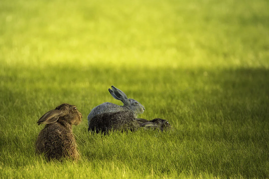 Design can be a story