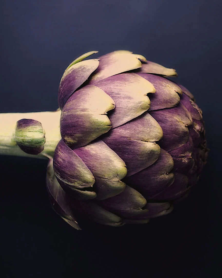 Artichoke, Friesland | THE NETHERLANDS