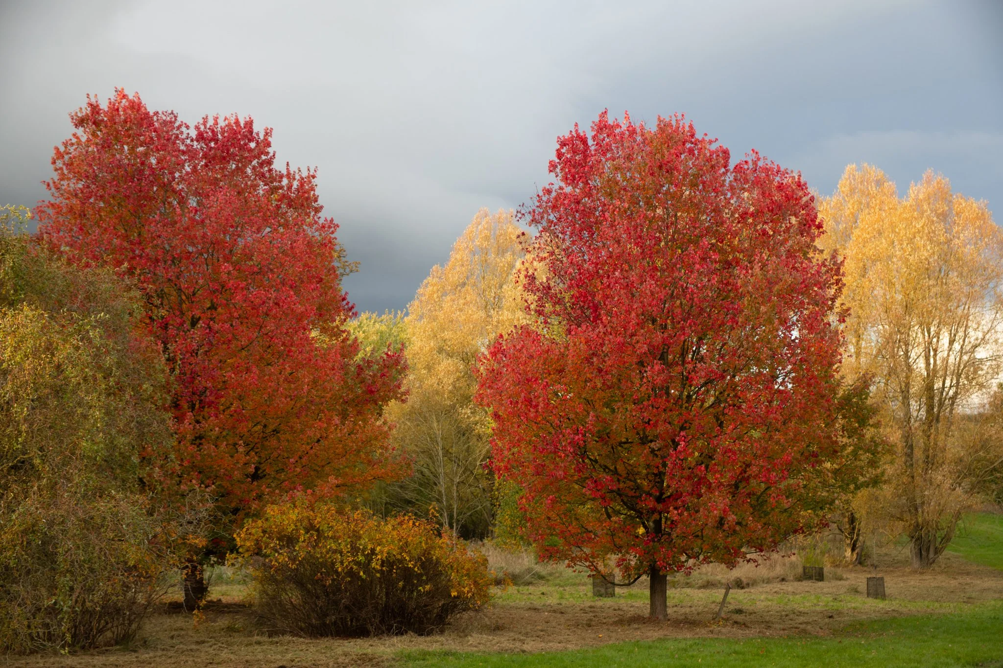 Autumn Colour at the Yorkshire Arboretum