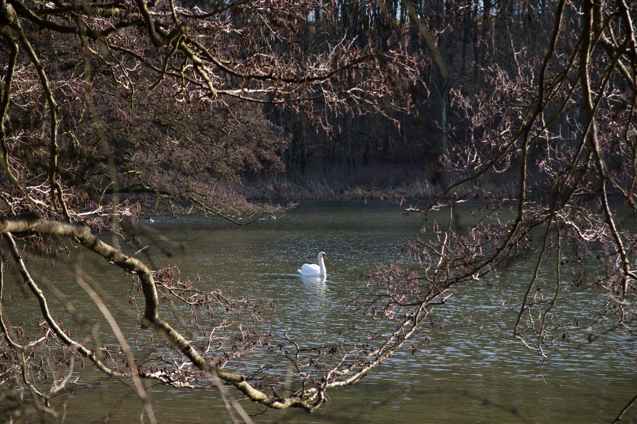Swan on lake.jpg
