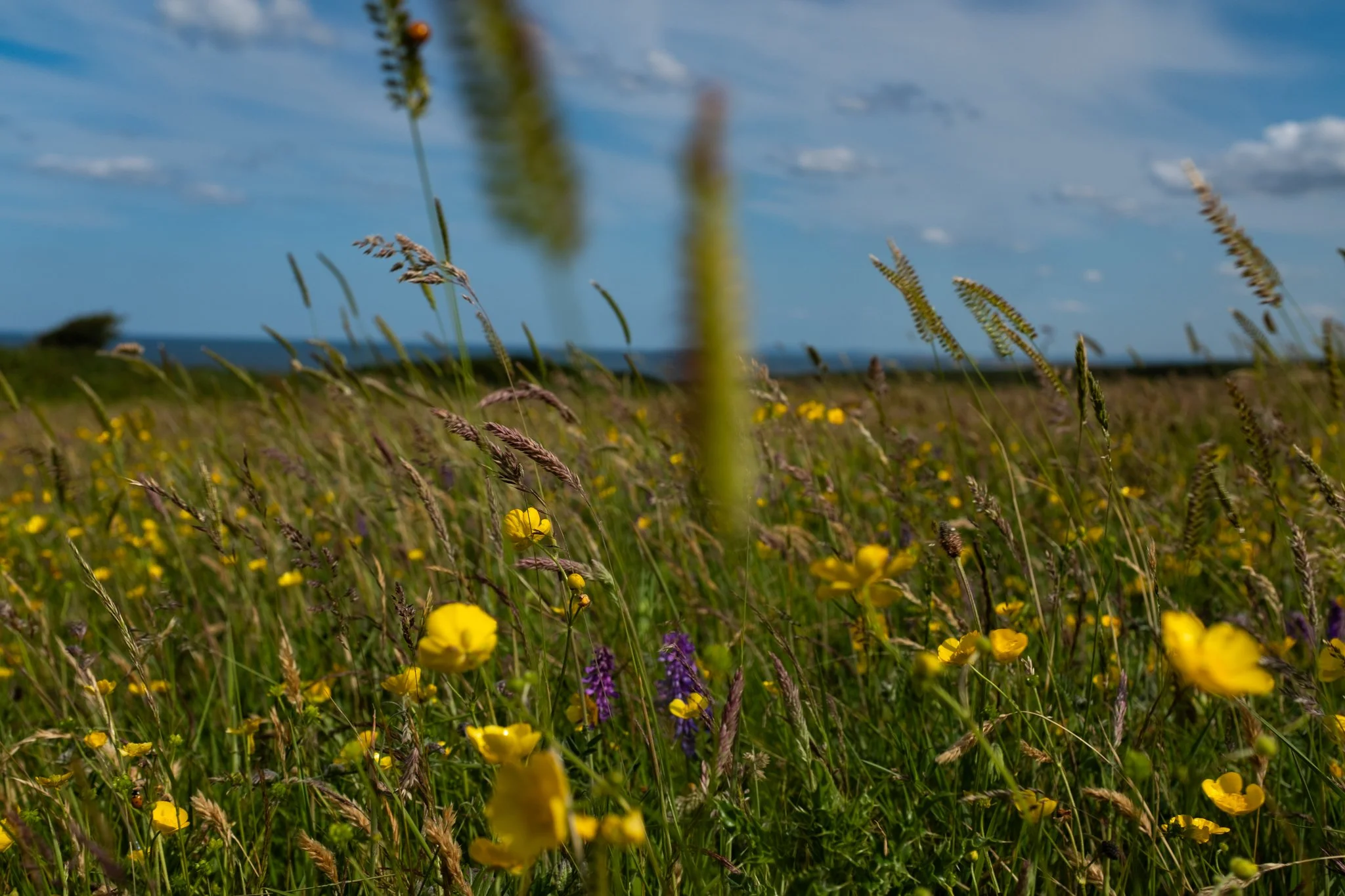 Durham Heritage Coast-01.jpg