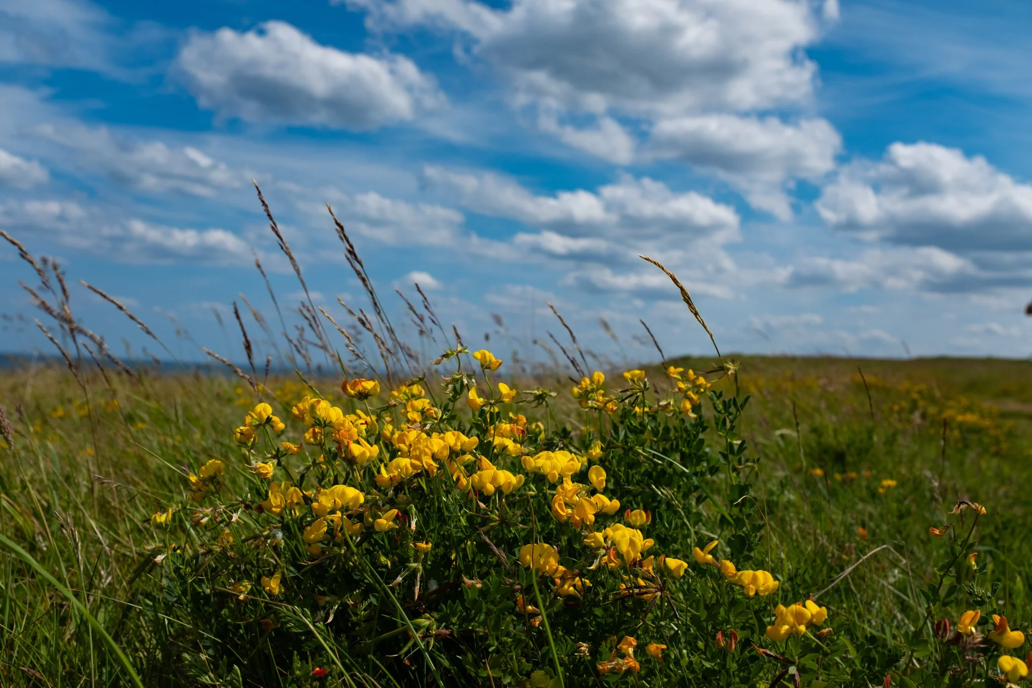 Durham Heritage Coast-07.jpg