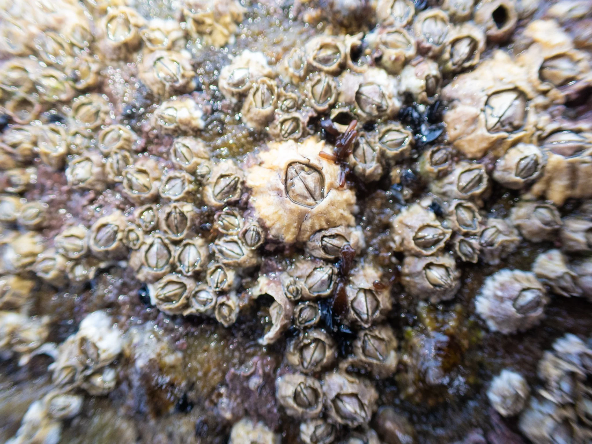 Rock Pool-29.jpg