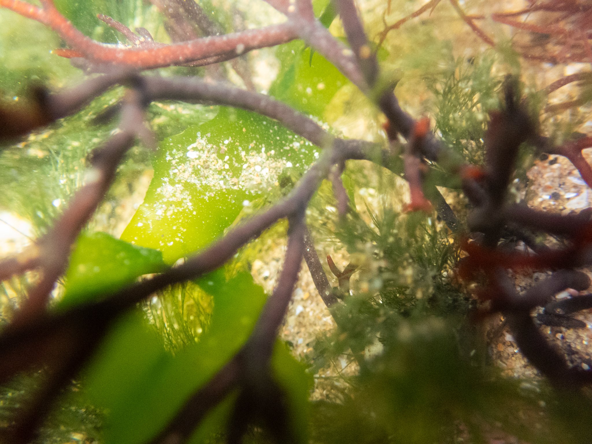 Rock Pool-30.jpg