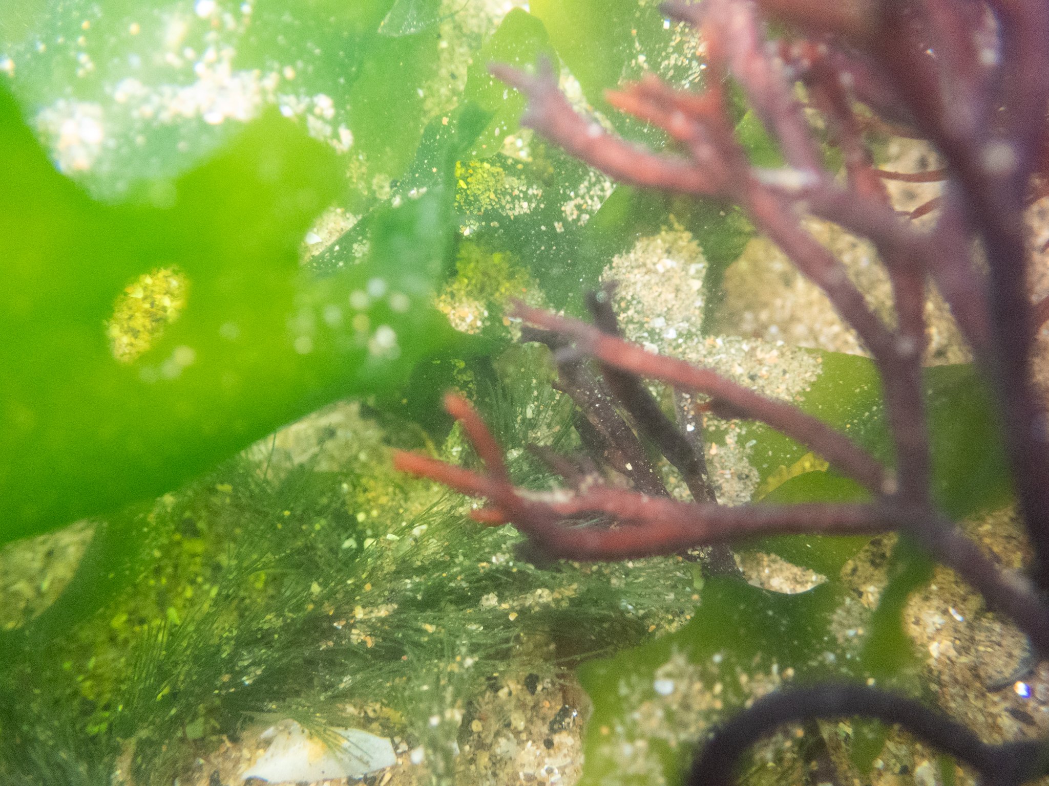 Rock Pool-32.jpg