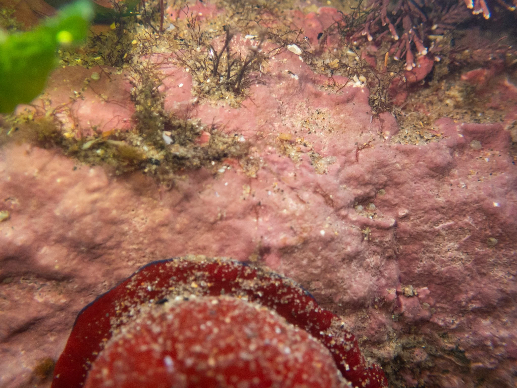 Rock Pool-35.jpg