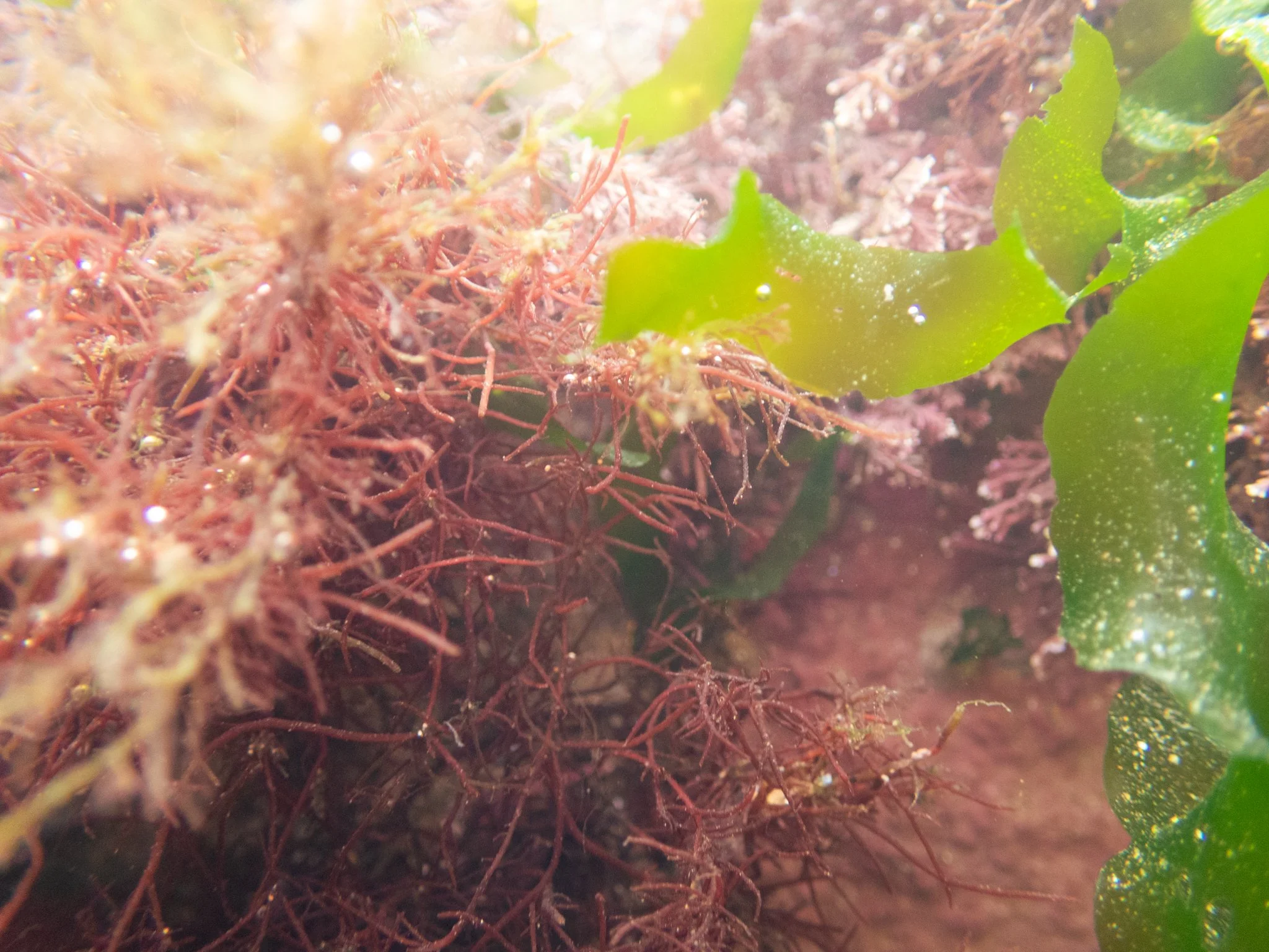 Rock Pool-36.jpg