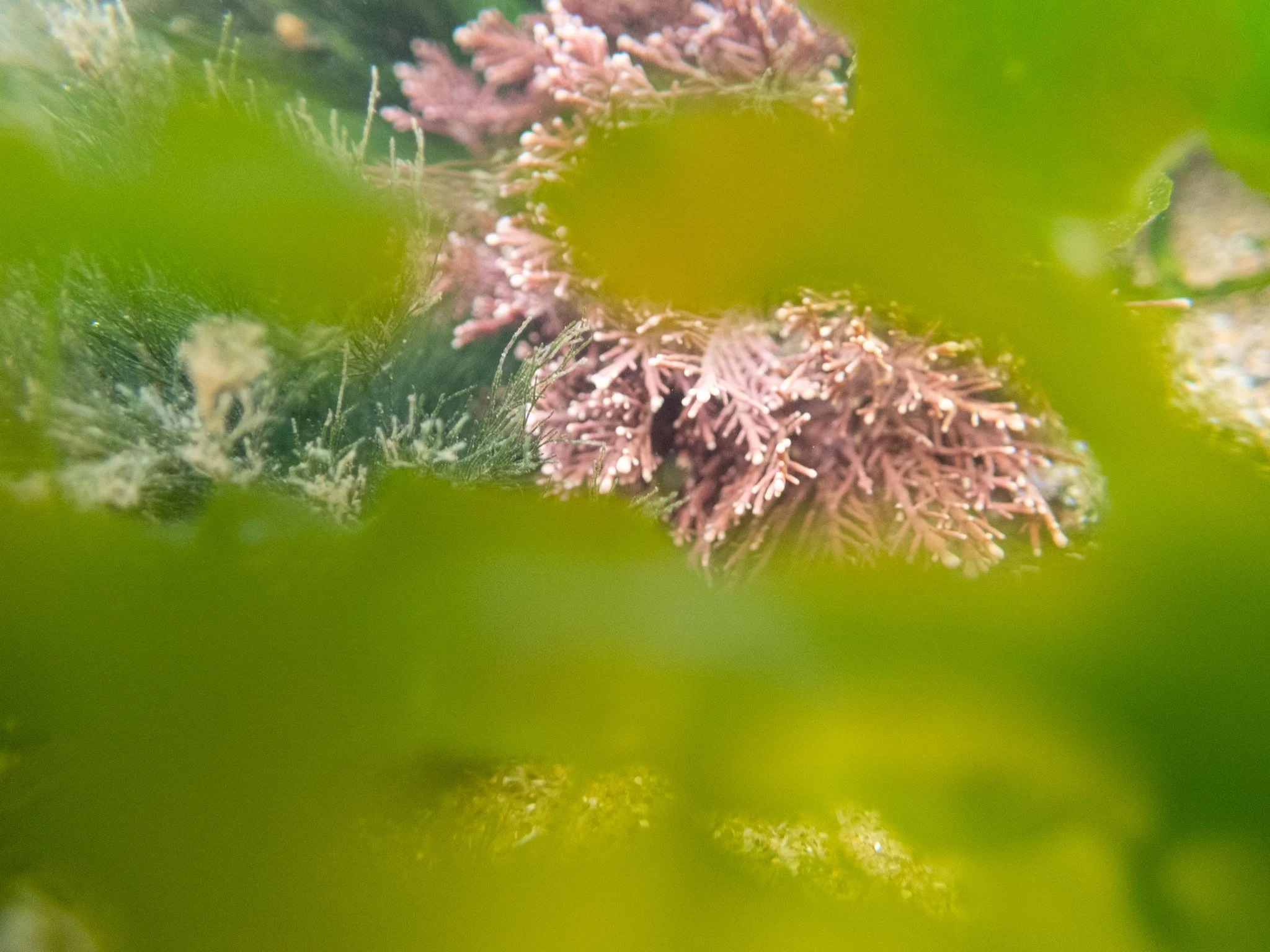 Rock Pool-39.jpg