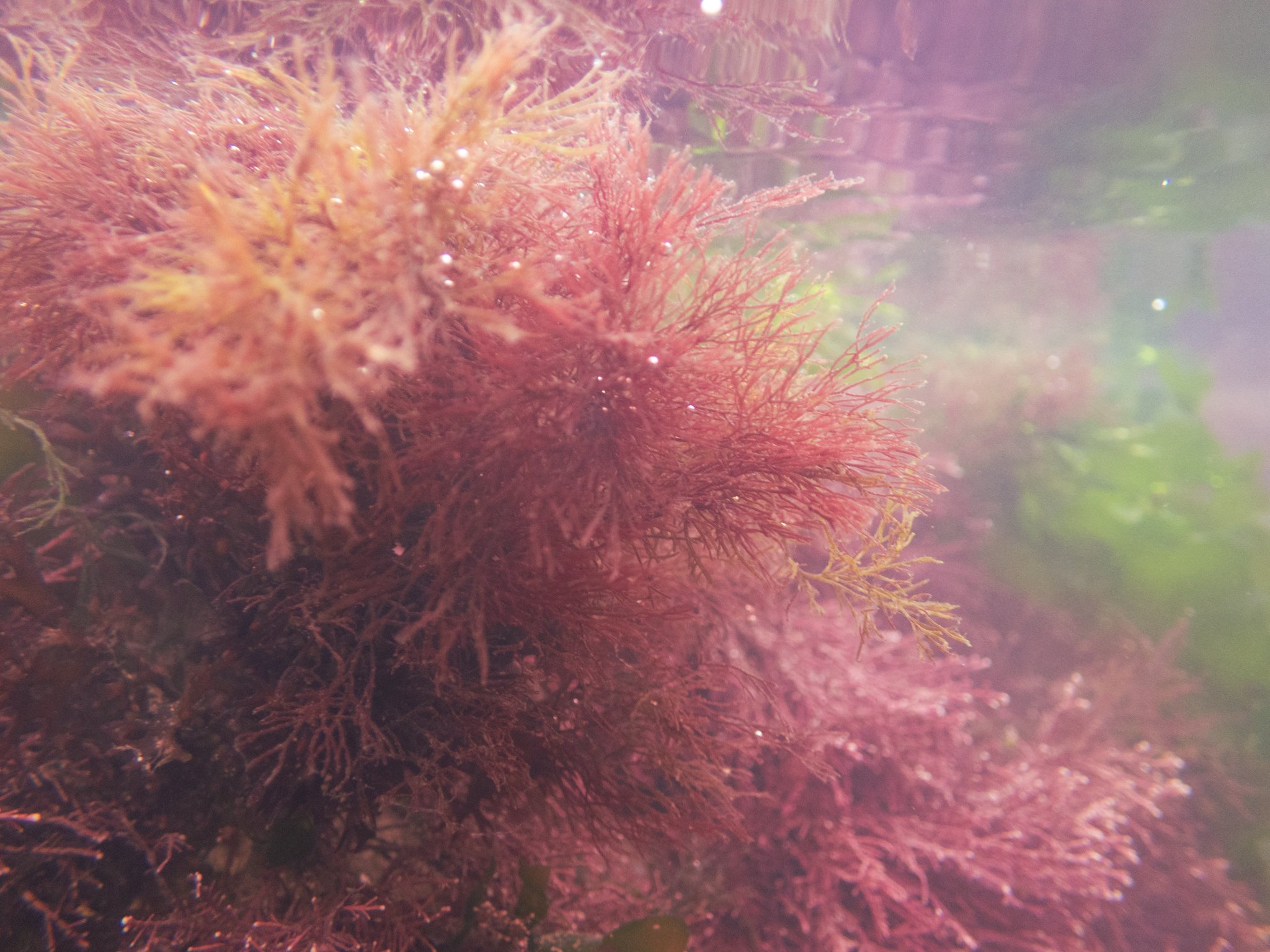 Secrets of the Sea