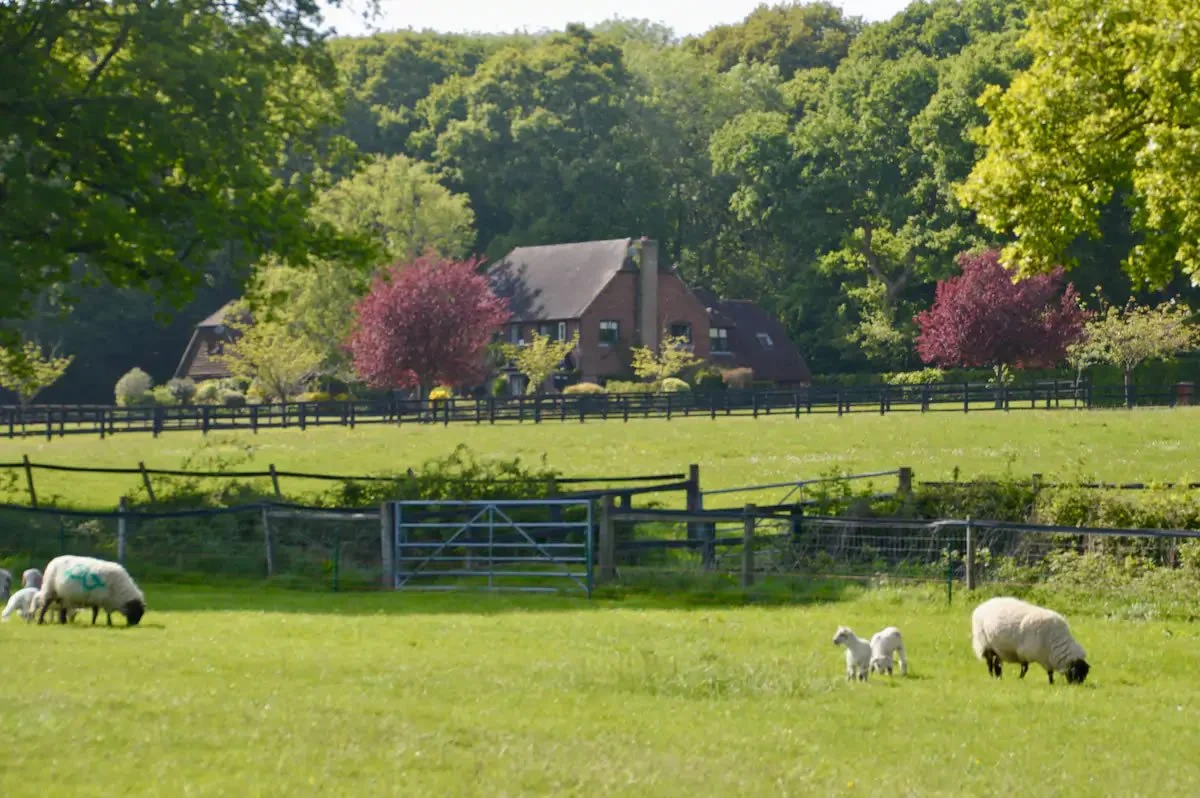 Horse Riding in South Downs National Park, West Sussex. Bring your own
