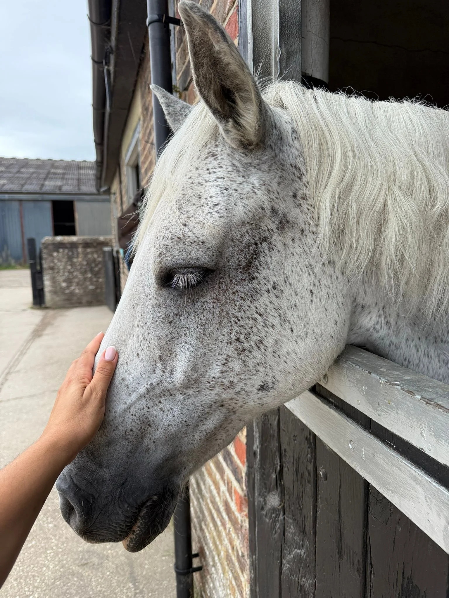 westerlands-equestrian-healing-ceasar.jpeg
