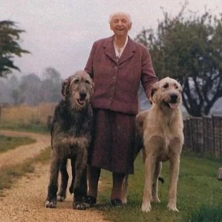 westerlands-dogs-florence-nagle-wolfhounds.jpg