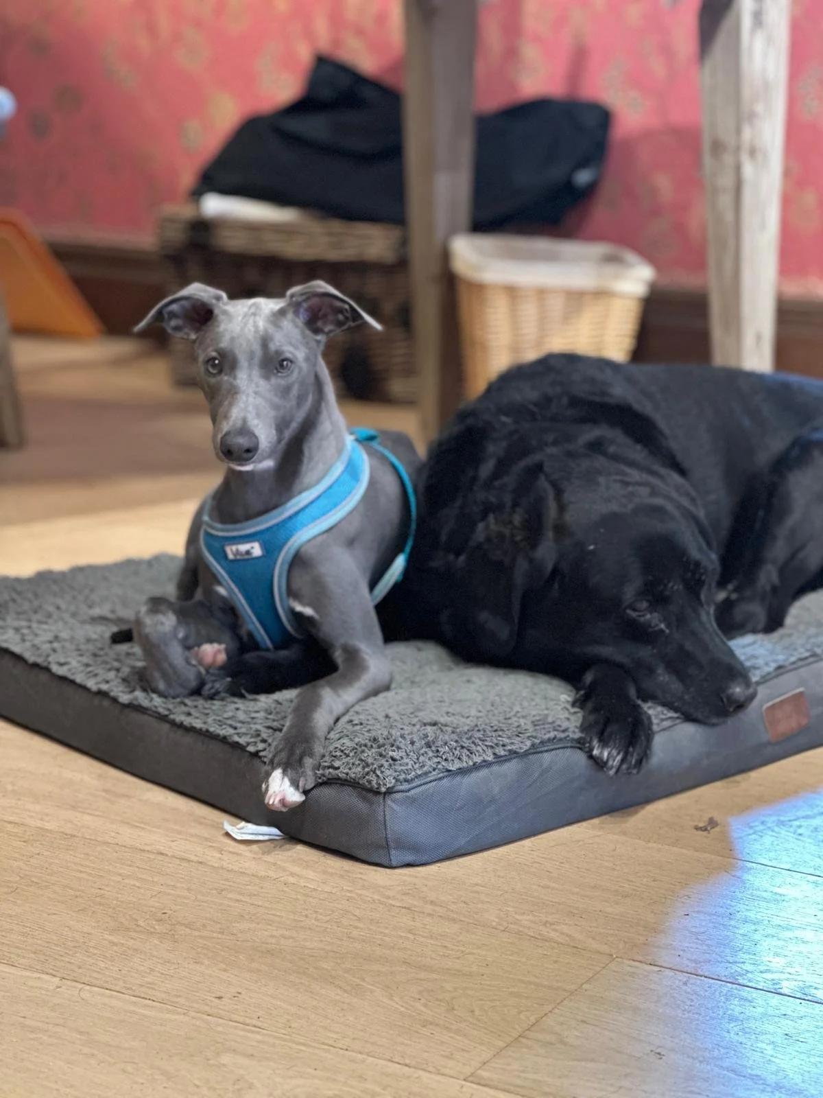 Westerlands office dogs - Darwin &amp; Fleur