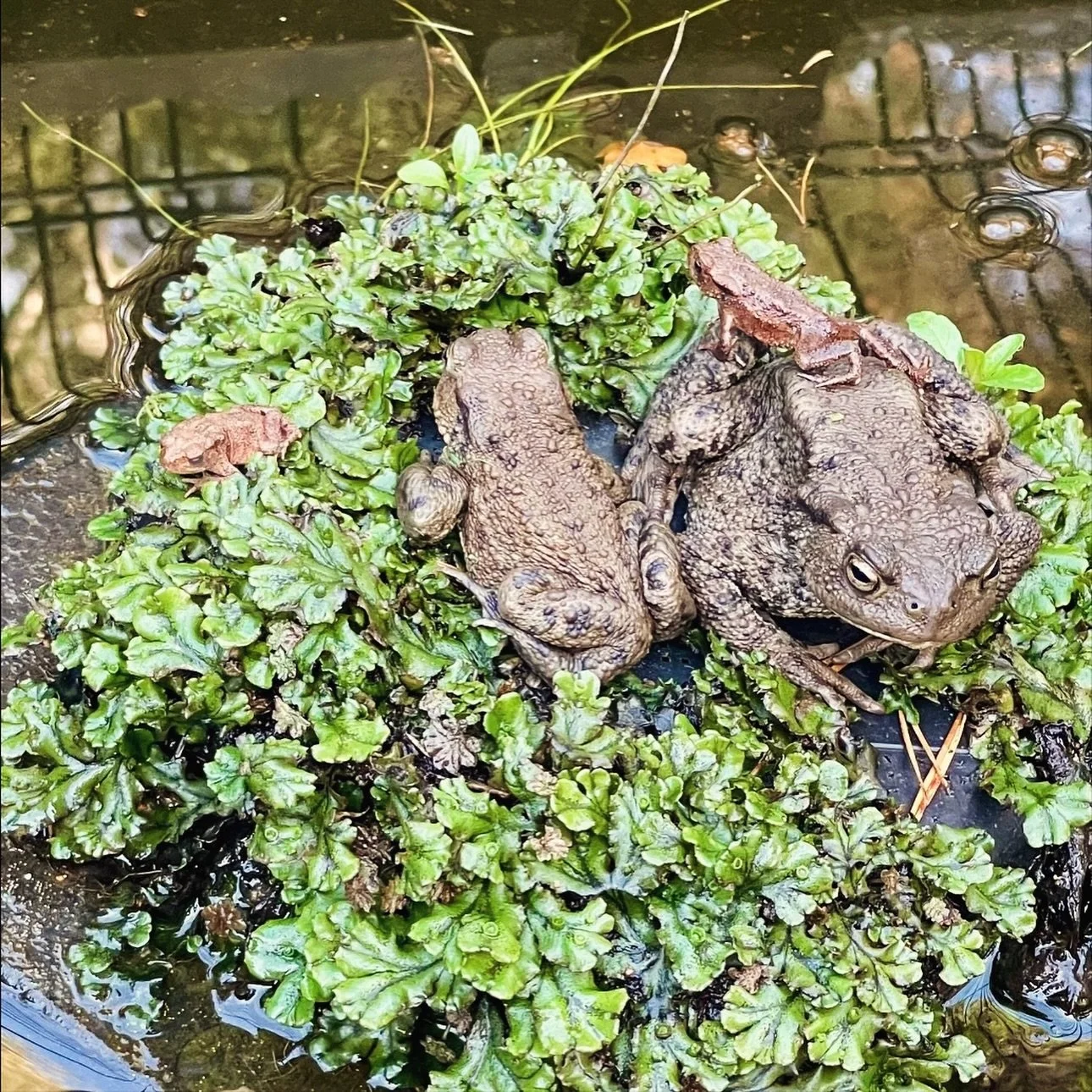 Delighted to watch this toad family thriving in Cedar Woods’ private pond 🐸
We just adore looking after even the smallest guests here at Westerlands and we feel so lucky to have a wonderful variety of wildlife for all to discover! 🌿
What wi