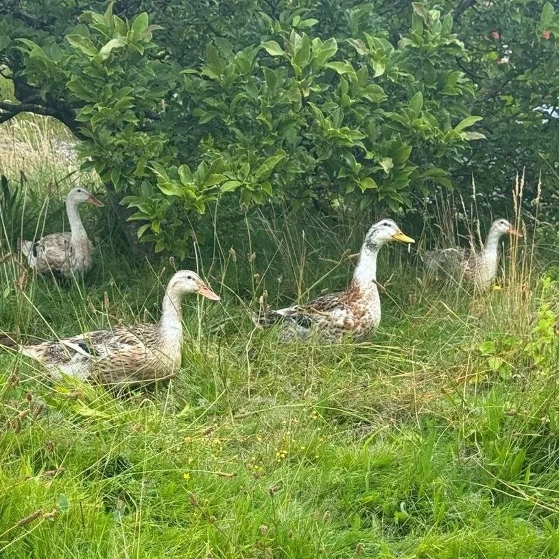 westerlands-farm-ducks.jpg